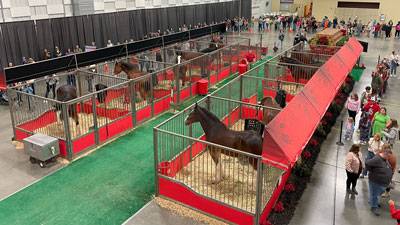 Crowd viewing a horse exhibit inside The Pavilion Expo Hall with red-decorated stalls and Clydesdale horses on display