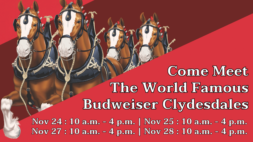 World-Famous Budweiser Clydesdales at The Pavilion
